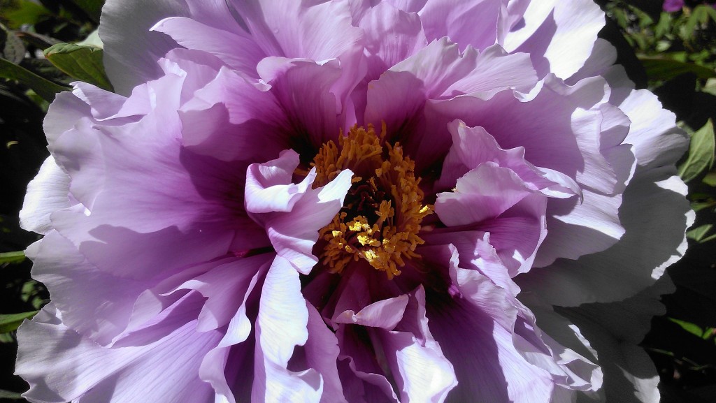 Brooklyn Botanical Garden Cover Peony